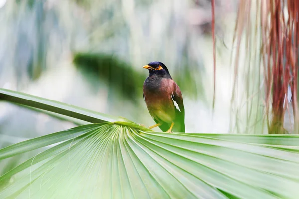 Myna comum, Acridotheres tristis melanostermus. Pássaro sentado na folha da palmeira . — Fotografia de Stock