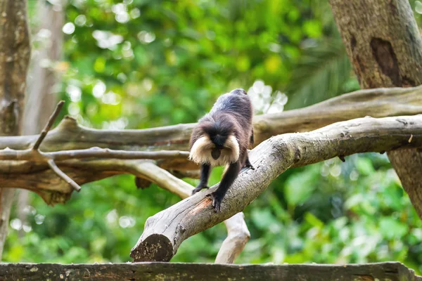De Wanderoe (Macaca silenus), of de wanderoo. Natuurlijke achtergrond met aap op boom. — Stockfoto