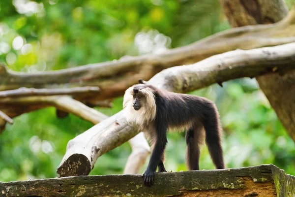 The lion-tailed macaque (Macaca silenus), or the wanderoo. Natural background with monkey on tree.