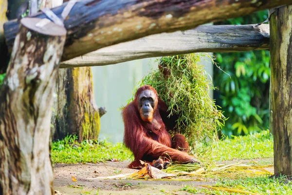 Dospělý orangutan (Rongo) sedí pod banda větví trávy a stromů. Singapur. — Stock fotografie