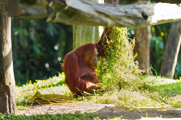 Adult orangutan (Rongo) sits under a bunch of grass and tree branches. Singapore. — Stock Photo, Image