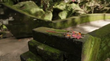 Geleneksel ürünleri Tanrılar için. Asya'da Budist ve hinduistic ülkelerinde yaygın dini gelenek. Goa Gajah Tapınağı fil Mağarası. Bali, Endonezya.