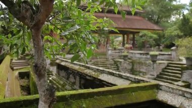 Yaprak dökmeyen ağaç Pura Goa Gajah Tapınağı fil mağarada. Ubud Bali Adası, Endonezya.