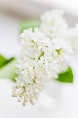 Leylak (Syringa) çiçek beyaz arka plan üzerinde. Metin için yer.