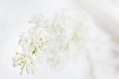 Leylak (Syringa) çiçek beyaz arka plan üzerinde. Metin için yer.