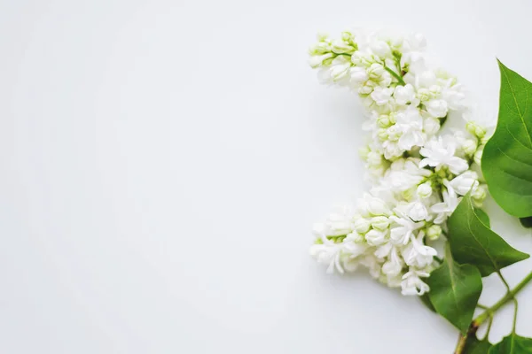 Lilas (Syringa) fleurs sur fond blanc. Place pour le texte . — Photo