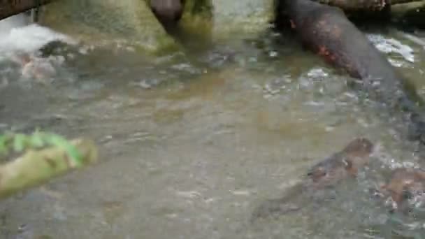 A lontra Eurasiática Lutra lutra na lagoa. Singapura . — Vídeo de Stock