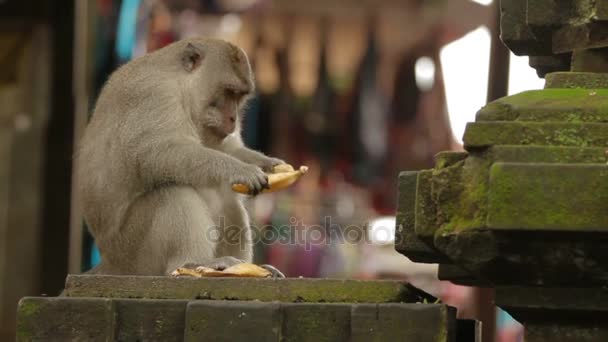 Mono comiendo plátano. Bosque de monos en Ubud Bali Indonesia . — Vídeo de stock