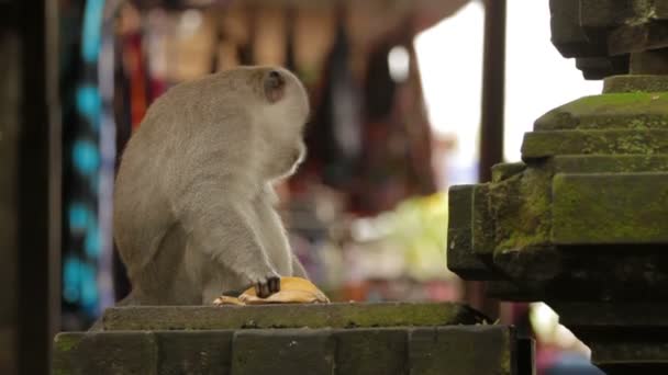 Muz yemek maymun. Maymun orman Ubud Bali Endonezya. — Stok video