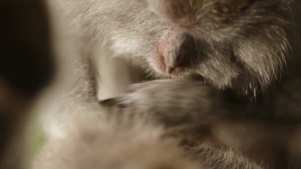 Mono buscando insectos en el pelaje del otro. Indonesia. Bali. . — Vídeo de stock