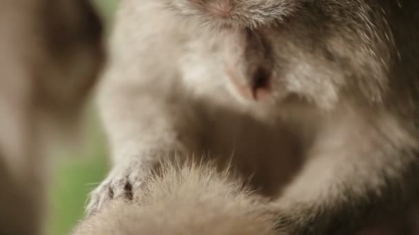 Apan letar insekter i päls av varandra. Indonesien. Bali. — Stockvideo