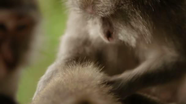 猿がお互いの毛皮で昆虫を探しています。インドネシア。バリ島. — ストック動画