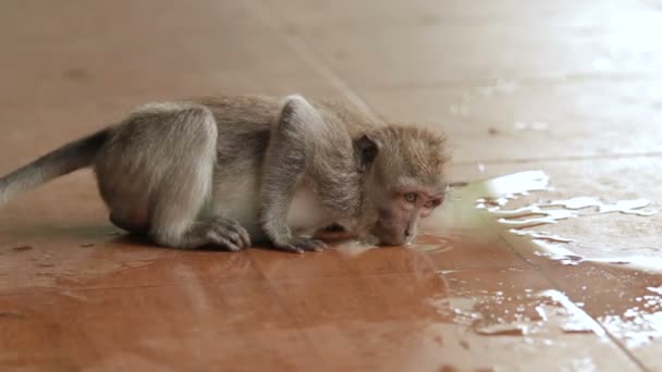 Affe trinkt Wasser aus Pfütze. Indonesien. bali. — Stockvideo