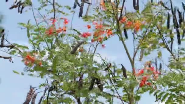 Natuurlijke achtergrond met bloeiende Caesalpinia pulcherrima. Bali Indonesië. — Stockvideo