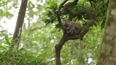 Maymun aile ağacı üzerinde. Maymun orman Ubud Bali Endonezya. Yağmur sezonu.