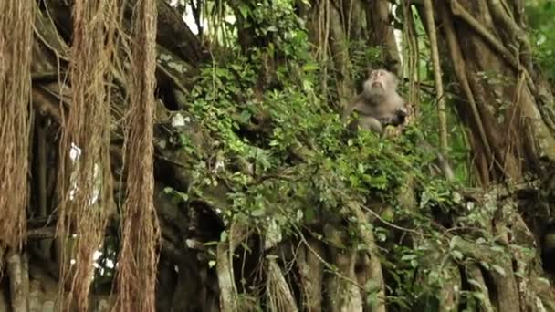 Aap-familie op de boom. Monkey forest in Ubud Bali Indonesië. Regenseizoen. — Stockvideo