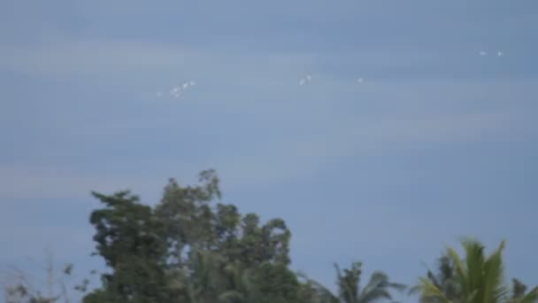 Des oiseaux blancs volent dans le ciel. Hiver saison des pluies sur l'île de Bali, Indonésie .