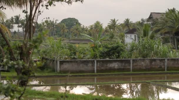 Reflejo de puesta de sol en el agua en el campo de arroz. Bali, Indonesia . — Vídeos de Stock