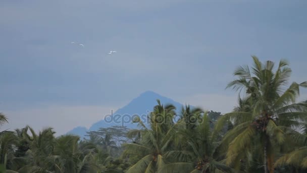 Weiße Vögel fliegen am Himmel. Berg im Hintergrund, Winter-Regenzeit auf der Insel Bali, Indonesien. — Stockvideo