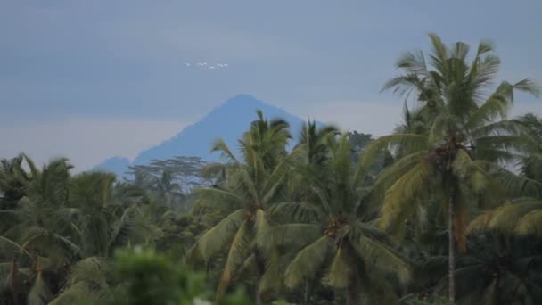 Hvite fugler flyr på himmelen. Fjell i bakgrunnen, vinterregntiden på Bali, Indonesia . – stockvideo