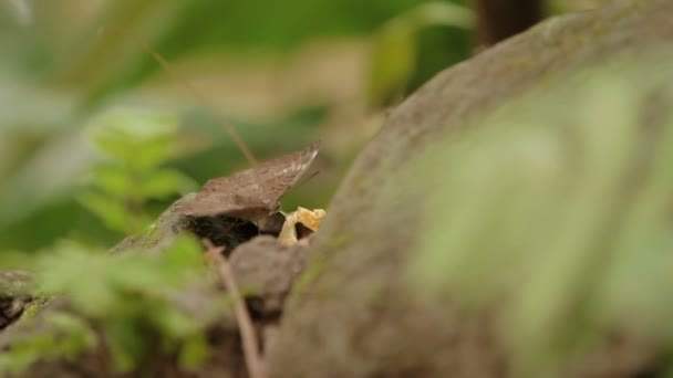 Butterfly raccoglie polline sui fiori, Bali, Indonesia . — Video Stock