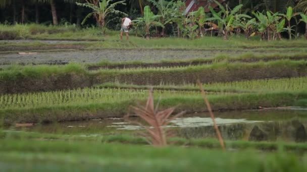 Lokale wandeling door de rijstvelden. Bali, Indonesië. — Stockvideo