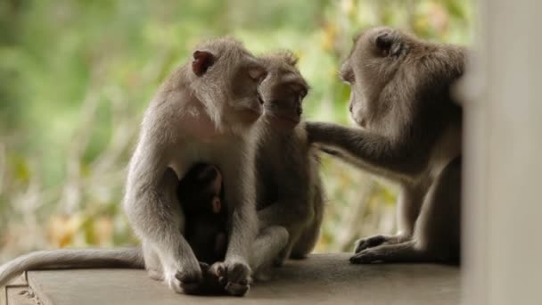 Affen auf der Suche nach Insekten im Fell des jeweils anderen. Indonesien. bali. — Stockvideo