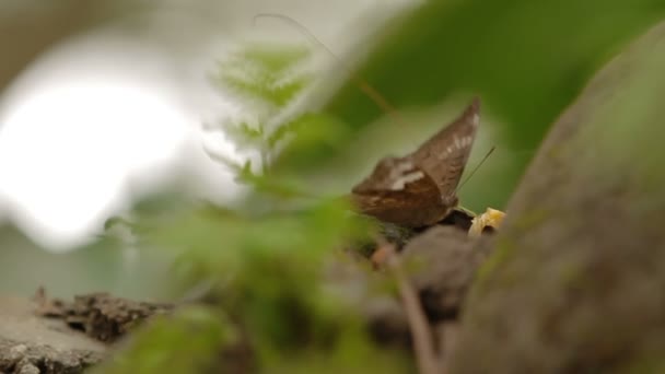 Vlinder verzamelt stuifmeel op bloemen, Bali, Indonesië. — Stockvideo