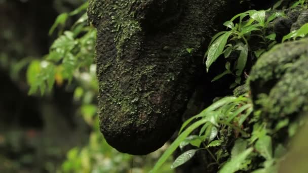 Efsanevi hayvanlar - ejderha veya kertenkele heykeli. Maymun orman yosunlu heykel. Ubud, Bali, Endonezya. — Stok video