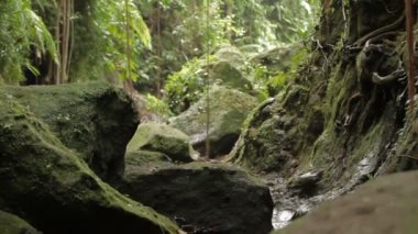 Kayaların arasına bitkiler su akıyor. Doğal arka plan. Bali, Endonezya.