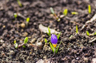 Çiğdem çiçek düşen yapraklar yol yapar. Doğal kaynak arka plan. Moscow, Rusya Federasyonu.