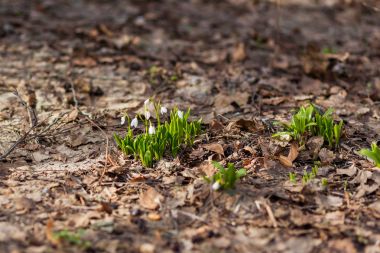Kardelen (Galanthus) çiçekler düşen yapraklar yol yapar. Doğal kaynak arka plan. Moscow, Rusya Federasyonu.