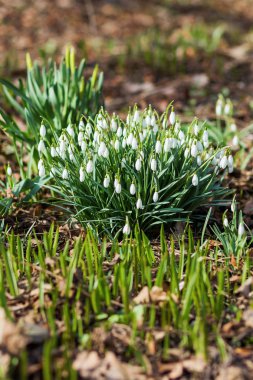 Kardelen (Galanthus) çiçekler düşen yapraklar yol yapar. Doğal kaynak arka plan. Moscow, Rusya Federasyonu.