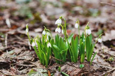 Kardelen (Galanthus) çiçekler düşen yapraklar yol yapar. Doğal kaynak arka plan. Moscow, Rusya Federasyonu.