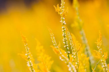 Sarı çiçekli doğal arka plan. Çiçek açan bitkiler alanıyla. Tayland.