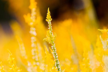 Sarı çiçekli doğal arka plan. Çiçek açan bitkiler alanıyla. Tayland.