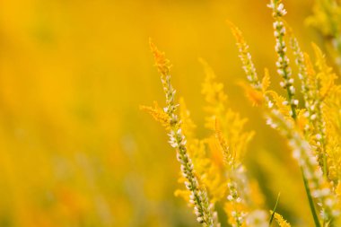 Sarı çiçekli doğal arka plan. Çiçek açan bitkiler alanıyla. Tayland.