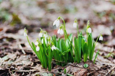 Kardelen (Galanthus) çiçekler düşen yapraklar yol yapar. Doğal kaynak arka plan. Moscow, Rusya Federasyonu. 