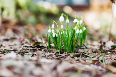 Kardelen (Galanthus) çiçekler düşen yapraklar yol yapar. Doğal kaynak arka plan. Moscow, Rusya Federasyonu. 