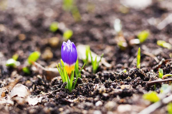 Çiğdem çiçek düşen yapraklar yol yapar. Doğal kaynak arka plan. Moscow, Rusya Federasyonu.