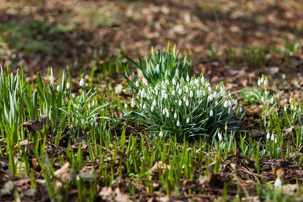 Kardelen (Galanthus) çiçekler düşen yapraklar yol yapar. Doğal kaynak arka plan. Moscow, Rusya Federasyonu.
