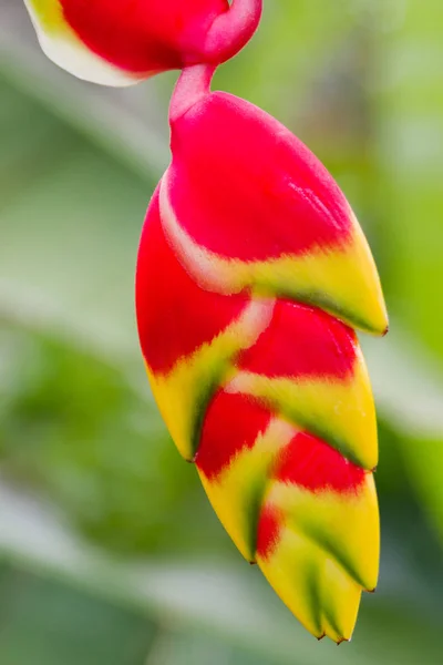 Pince à homard Heliconia. Fond naturel avec des fleurs tropicales exotiques . — Photo