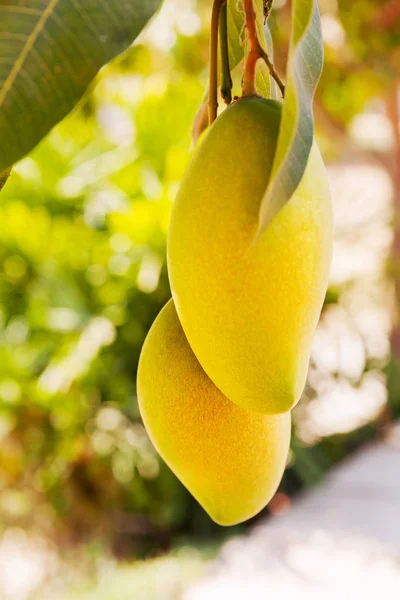 Fondo naturale con frutto del mango (Mangifera indica) che cresce sull'albero . — Foto Stock