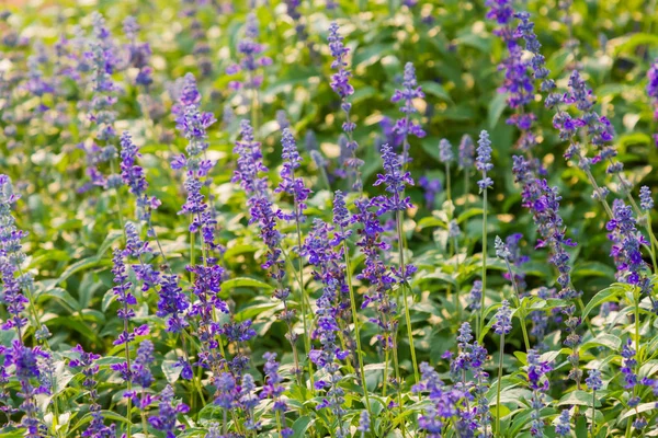 Fundo natural com flores violetas. Campo com plantas em flor. Tailândia . — Fotografia de Stock