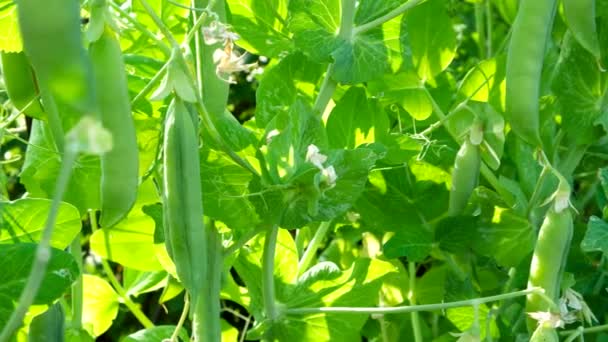 Bush of peas with ripe pods in sunny day. Natural summer background. — Stock Video