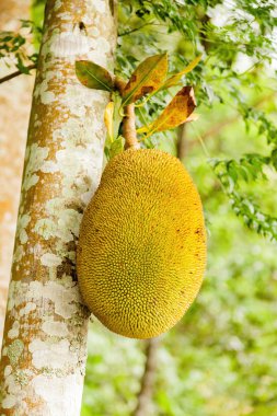 Nefesi (Artocarpus heterophyllus), jack ağaç olarak da bilinir. Ağaç dut ve incir ailesi (Dutgiller) tür. Endonezya.