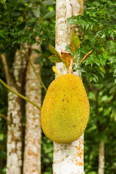 Jackfruit (listnaté stromy heterophyllus), také známý jako jack strom. Druhy stromů v čeledi Moraceae a fig (Moraceae). Indonésie. — Stock fotografie