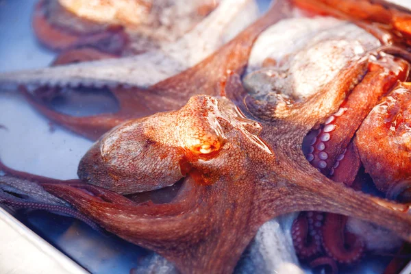 Dozen vol vers gevangen octopus. Vroege winterochtend op markt in Marsaxlokk, Malta. — Stockfoto