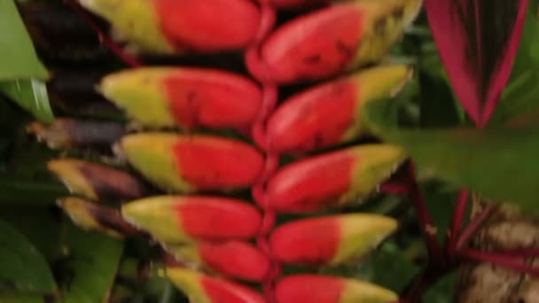 Лобстерський кіготь Геліконія. Природний фон з екзотичною тропічною квіткою . — стокове відео