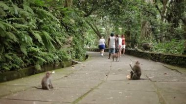 Ubud, Endonezya - 23 Ocak 2013. Turistler maymun ormanındaki maymunlar besleme. Ubud Bali Endonezya.